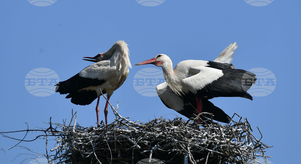 Село Голям Поровец - щъркели - размножителен период