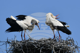 Село Голям Поровец - щъркели - размножителен период