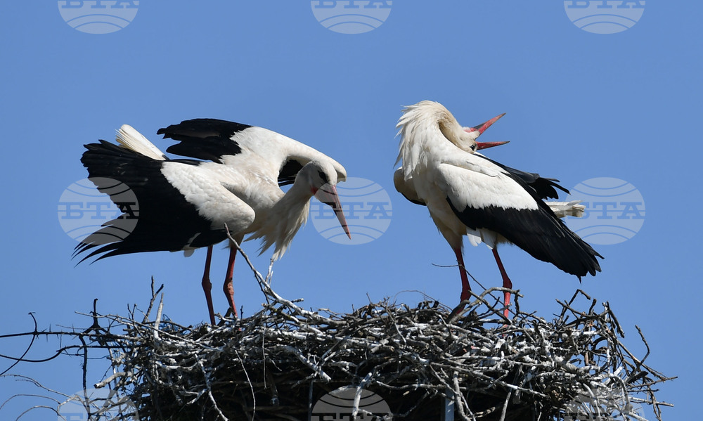 Село Голям Поровец - щъркели - размножителен период