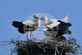 Село Голям Поровец - щъркели - размножителен период