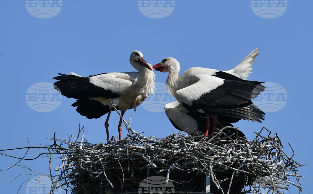 Село Голям Поровец - щъркели - размножителен период