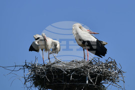 Село Голям Поровец - щъркели - размножителен период