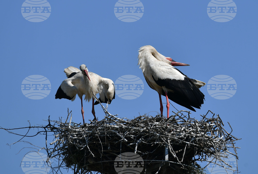 Село Голям Поровец - щъркели - размножителен период