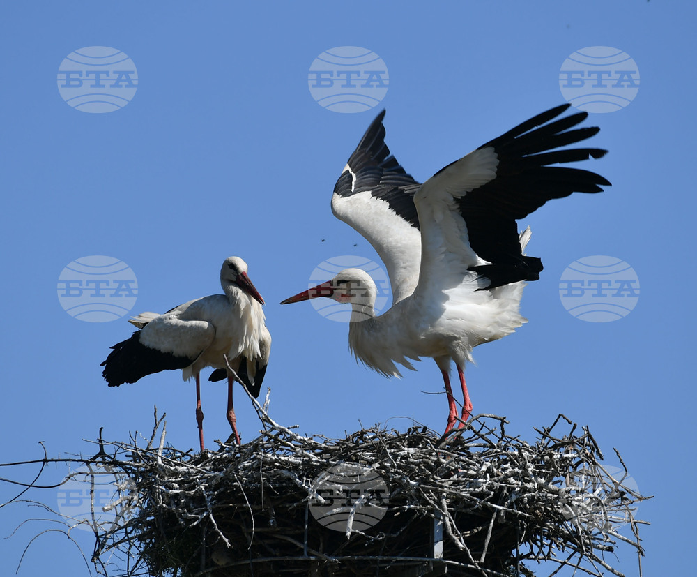 Село Голям Поровец - щъркели - размножителен период