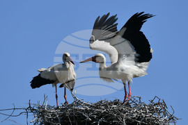 Село Голям Поровец - щъркели - размножителен период