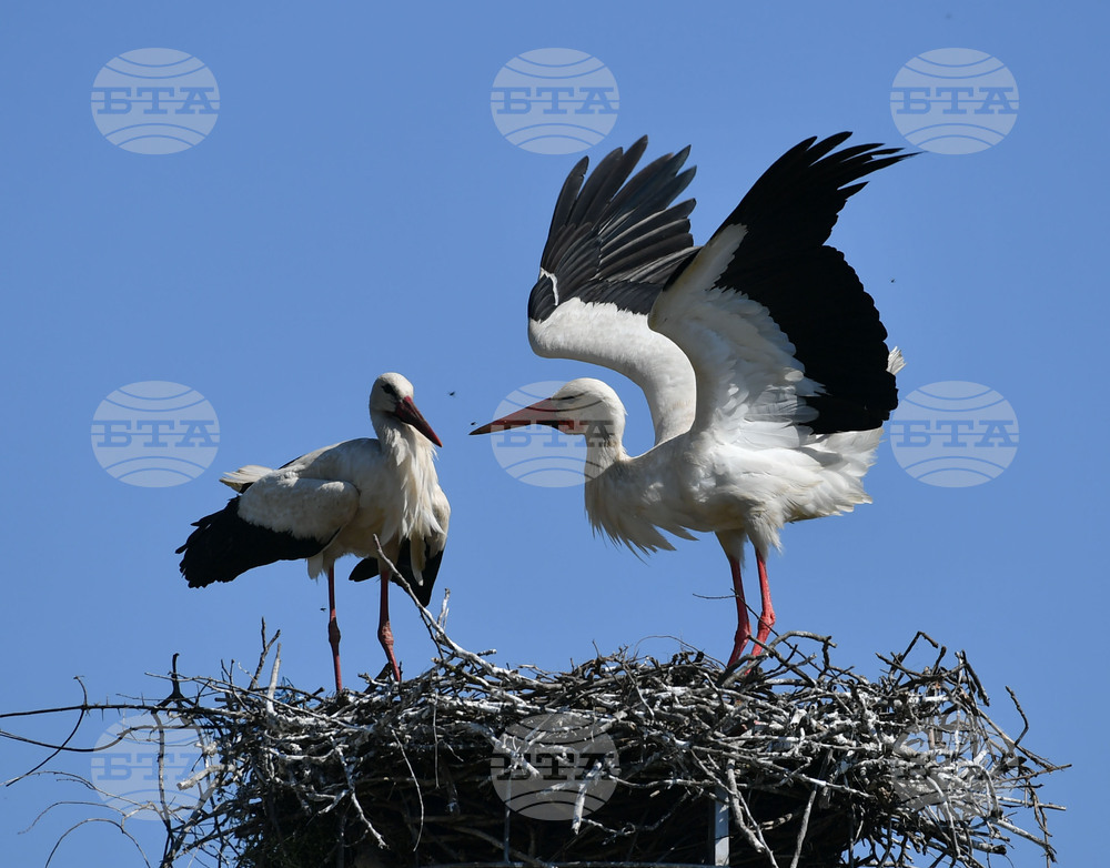 Село Голям Поровец - щъркели - размножителен период