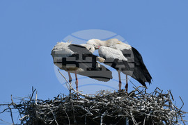 Село Голям Поровец - щъркели - размножителен период