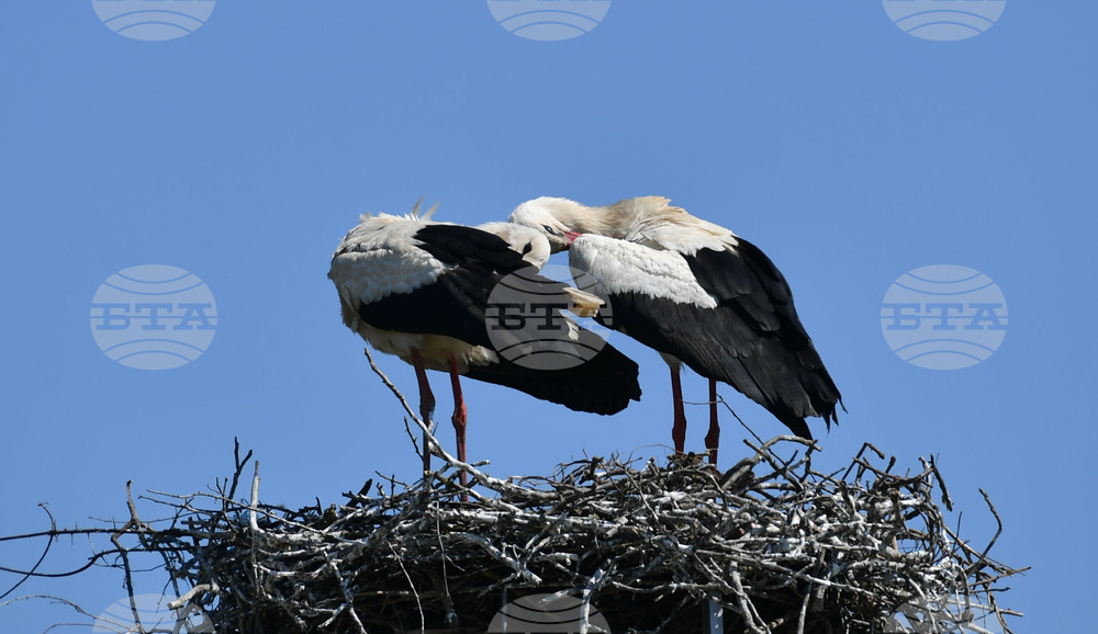 Село Голям Поровец - щъркели - размножителен период