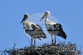 Село Голям Поровец - щъркели - размножителен период