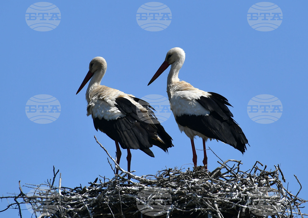 Село Голям Поровец - щъркели - размножителен период