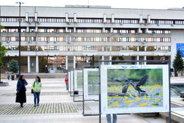 Русе - "Обитателите на Русенското Поломие" - изложба