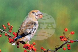 Русе - "Обитателите на Русенското Поломие" - изложба