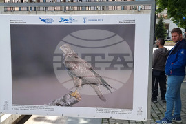 Русе - "Обитателите на Русенското Поломие" - изложба