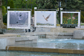 Русе - "Обитателите на Русенското Поломие" - изложба