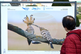 Русе - "Обитателите на Русенското Поломие" - изложба