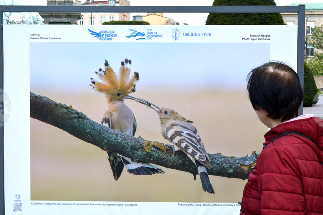 Русе - "Обитателите на Русенското Поломие" - изложба