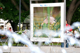 Русе - "Обитателите на Русенското Поломие" - изложба