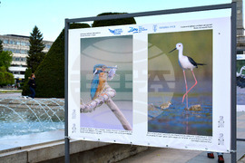 Русе - "Обитателите на Русенското Поломие" - изложба