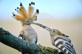 Русе - "Обитателите на Русенското Поломие" - изложба