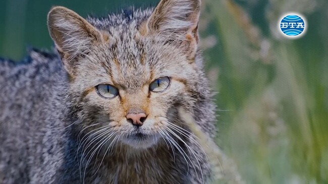 Фотографи представиха в изложба обитателите на Русенското Поломие
