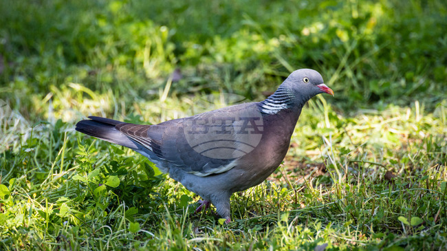 Report on Bulgaria's Bird Species: 28% Growing in Number, 27% Shrinking, 22% Stable in 2005-2025