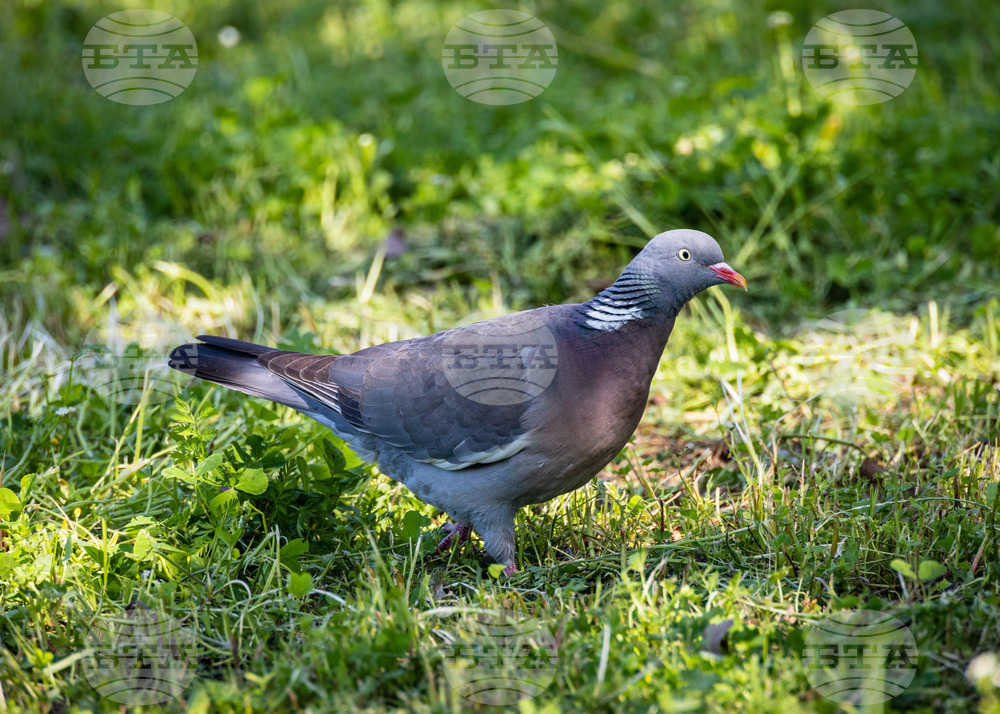 Report on Bulgaria's Bird Species: 28% Growing in Number, 27% Shrinking, 22% Stable in 2005-2025