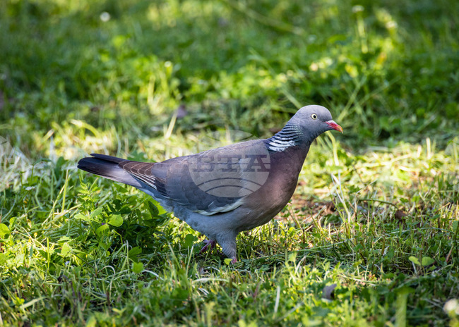 Report on Bulgaria's Bird Species: 28% Growing in Number, 27% Shrinking, 22% Stable in 2005-2025