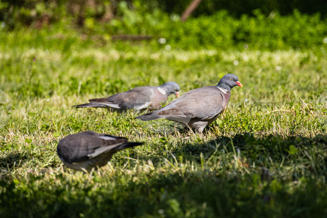 Бургас - Морска градина - гривяци