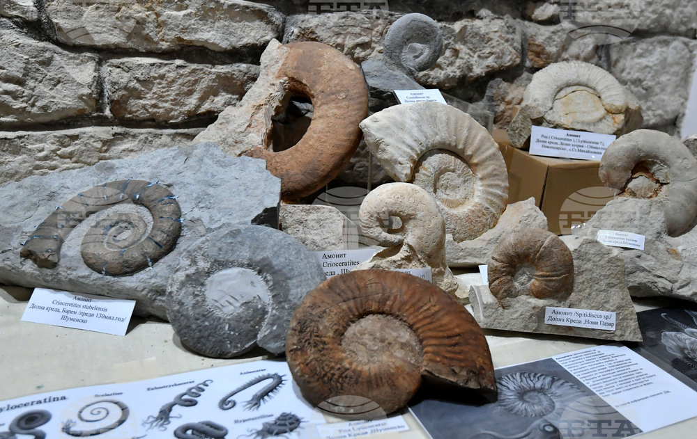 Разград - изложба "Фосили"