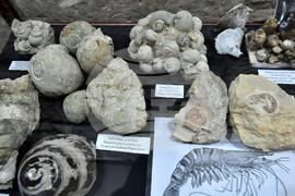 Разград - изложба "Фосили"