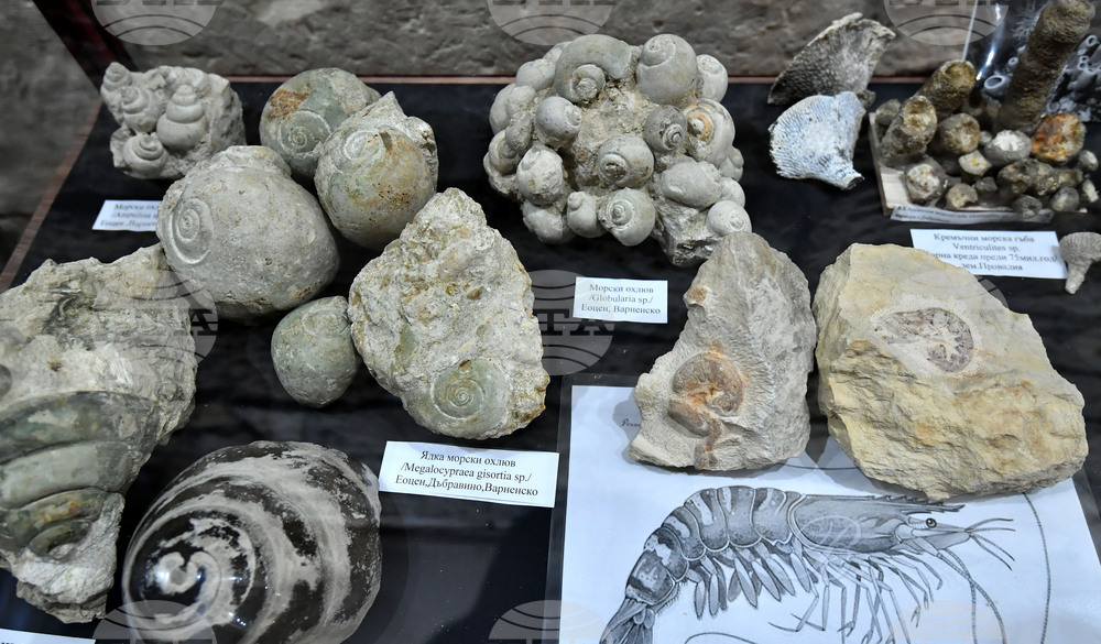 Разград - изложба "Фосили"