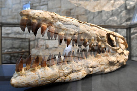 Разград - изложба "Фосили"