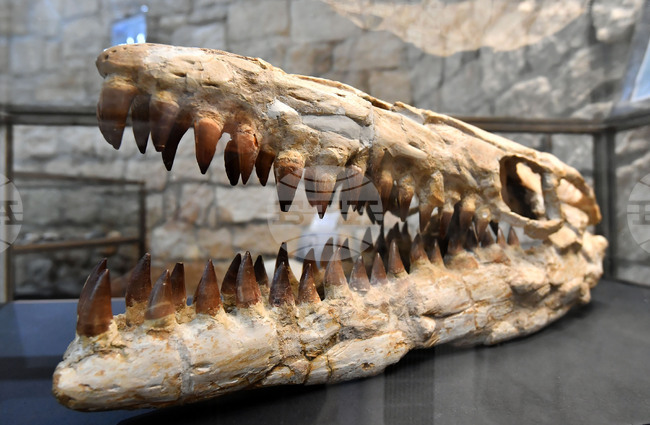 Разград - изложба "Фосили"