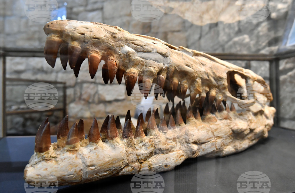 Разград - изложба "Фосили"