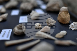 Разград - изложба "Фосили"