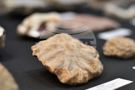 Разград - изложба "Фосили"