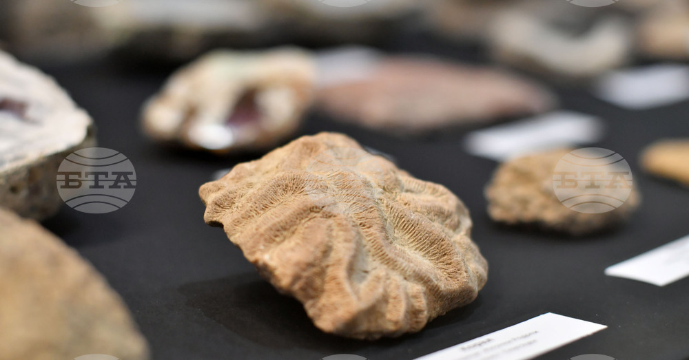 Разград - изложба "Фосили"