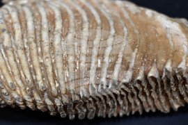 Разград - изложба "Фосили"