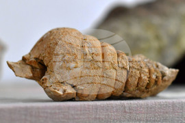 Разград - изложба "Фосили"