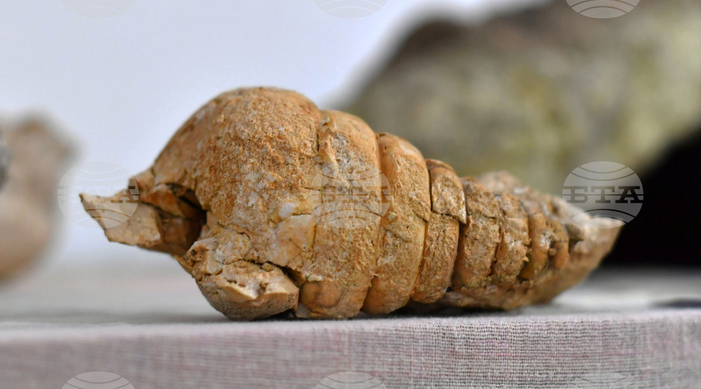 Разград - изложба "Фосили"