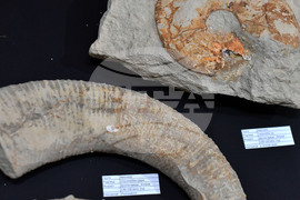 Разград - изложба "Фосили"