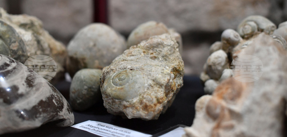 Разград - изложба "Фосили"