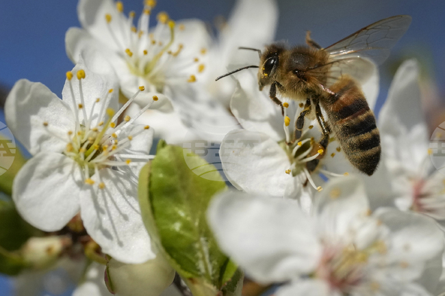 Цветята имат "биологичен часовник", съобразен с потребностите на насекомите, показва изследване