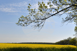 Разград - рапица