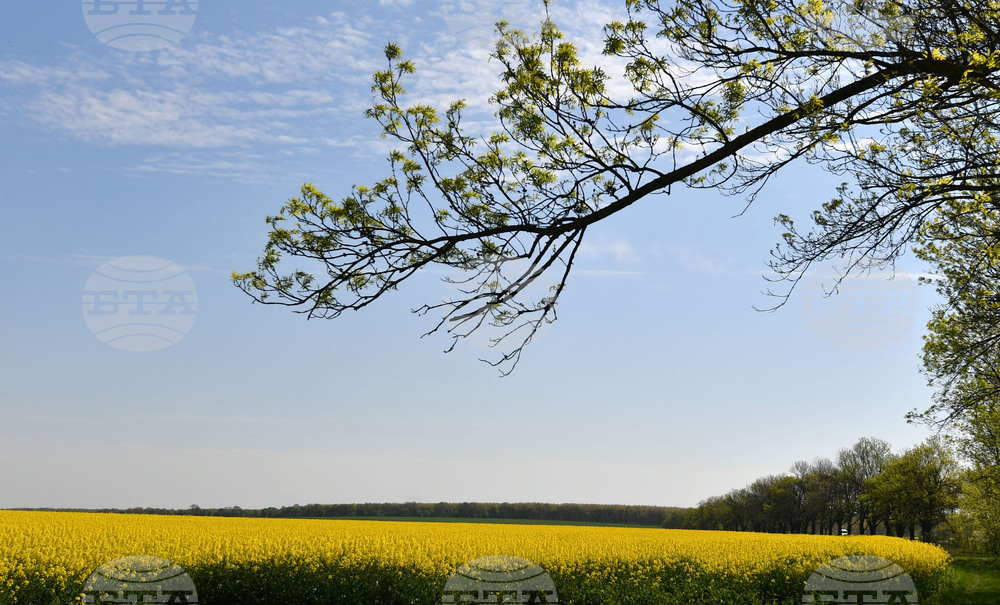 Разград - рапица