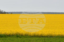 Разград - рапица