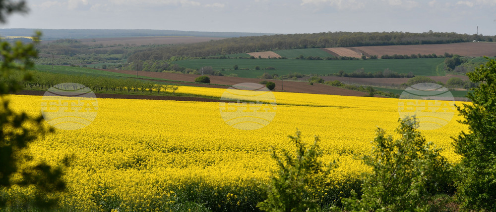 Разград - рапица