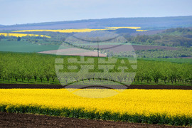 Разград - рапица