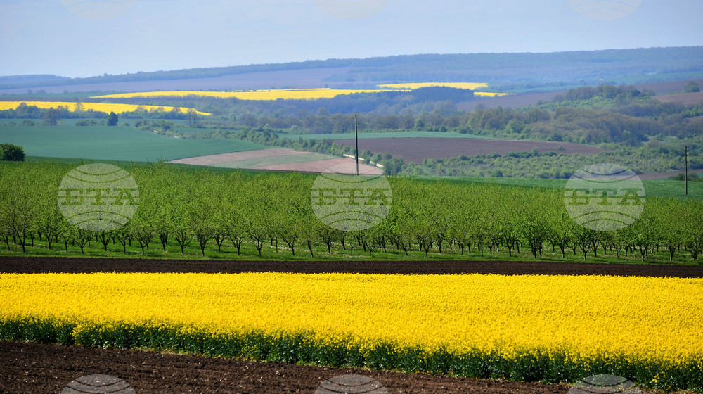 Разград - рапица