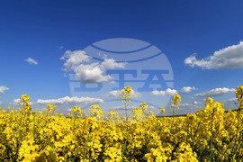 Разград - рапица